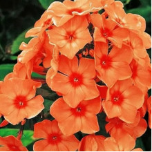 Флокс Orange Perfection