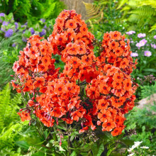 Флокс Orange Perfection