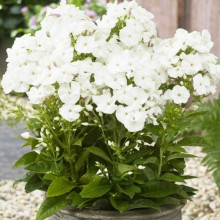 Флокс Pina Colada