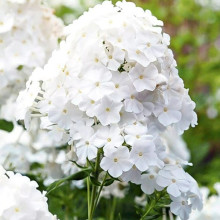 Флокс Pina Colada