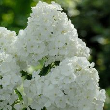 Флокс White Admiral