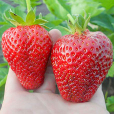 Полуниця Альба (Alba) контейнер 0.5 л