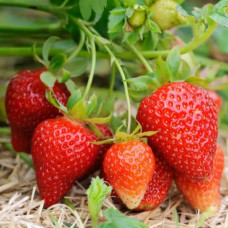 Полуниця Альбіон (Albion) контейнер 0.5 л