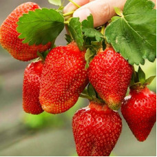 Полуниця Азія (Asia) контейнер 0.5 л