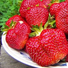 Полуниця Хоней (Honey) контейнер 0.5 л