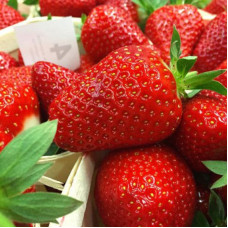 Полуниця Клері (Clery) контейнер 0.5 л