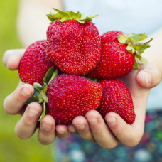 Полуниця Королева Єлизавета 2 (контейнер 0.5 л)