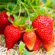 Полуниця Луїза (Louise) (контейнер 0.5 л)