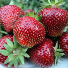 Полуниця Мальвіна (Malwina) контейнер 0.8 л