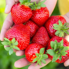 Полуниця великоплідна Румба (Rumba) контейнер 0.5 л