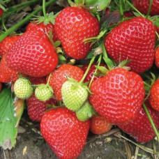 Полуниця великоплідна Сенсація (Sensation) контейнер 0.5 л