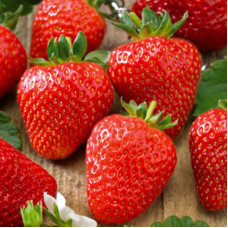 Полуниця Соната (Sonata) контейнер 0.5 л