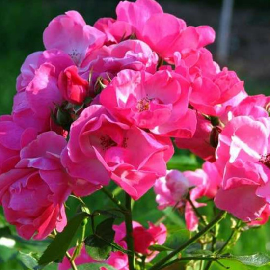 Троянда флорібунда Анжела (Angela)