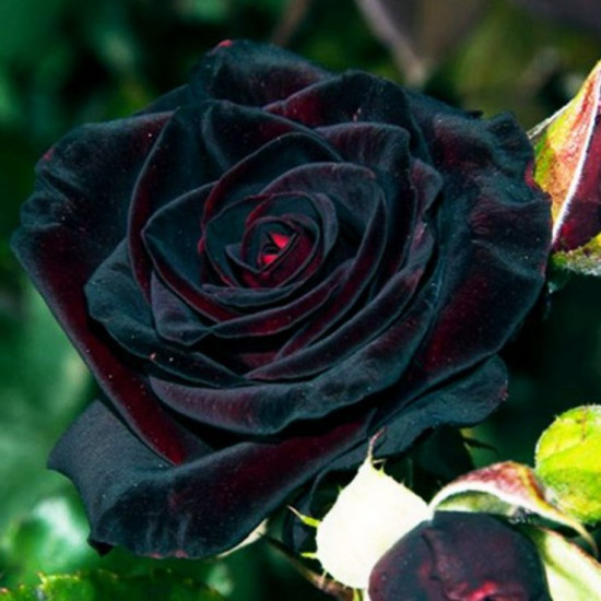 Троянда чайно-гібридна Блек Баккара (Black Baccara)