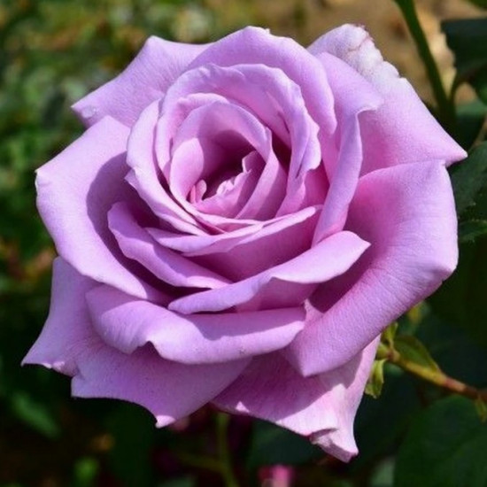 Троянда чайно-гібридна Блю Мун (Blue Moon)