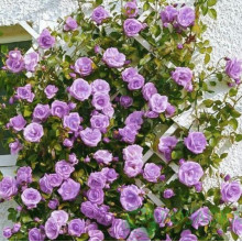 Троянда плетиста Блю Мун Витка (Blue Moon)