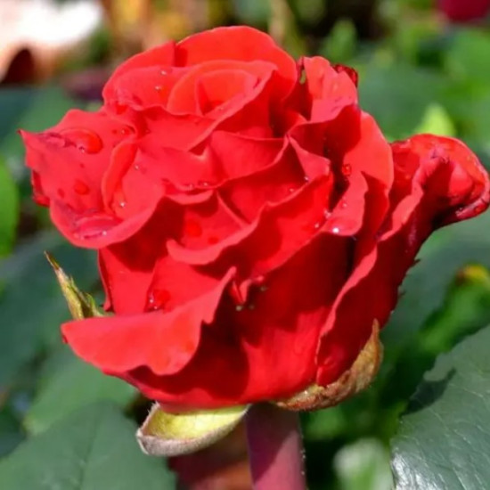 Троянда чайно-гібридна Ель Торо (El Toro)