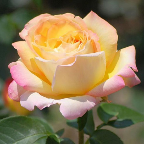 Троянда чайно-гібридна Глорія Піс (Gloria Peace)