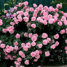 Троянда флорібунда Лілі Марлен (Lili Marlene)