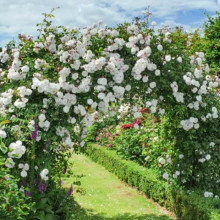 Троянда плетиста Мон Блан (Mont Blanc)