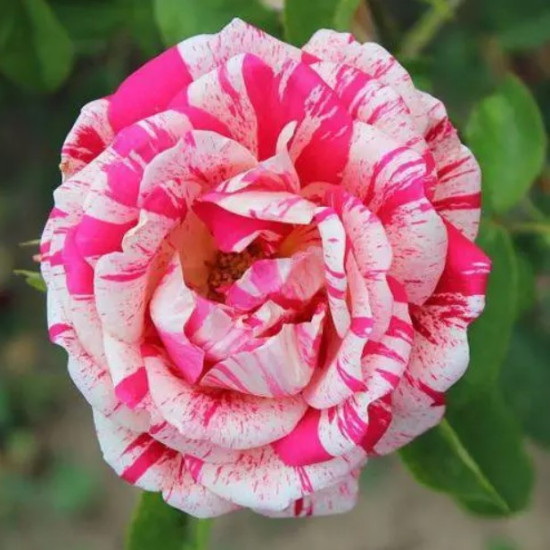 Троянда паркова Пападжена (Papagena)