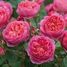 Троянда англійська плетиста Рожевий Лід (Pink Ice)