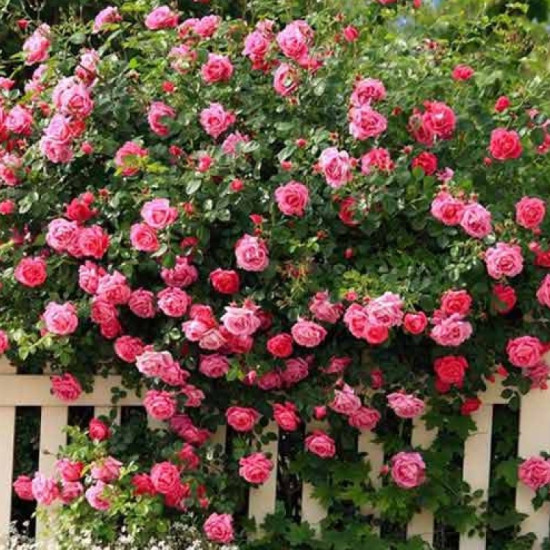 Троянда плетиста Рожева Перлина (Pink Pearls)