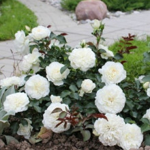 Троянда грунтопокривна махрова Сванi (Swany)