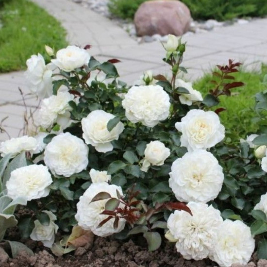 Троянда грунтопокривна махрова Сванi (Swany)