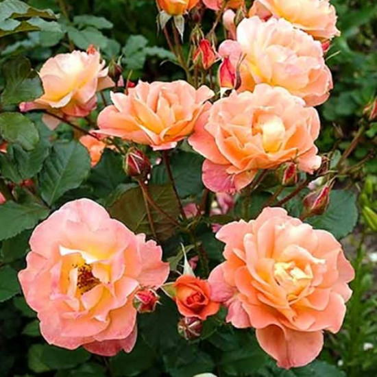 Троянда паркова Вестерленд (Westerland)