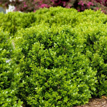 Самшит дрібнолистий Рококо