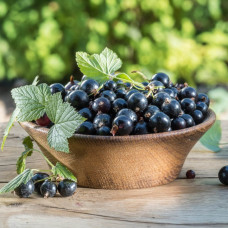 Смородина чорна Біг Бен