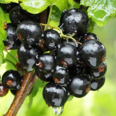 Смородина чорна Чорний Бумер