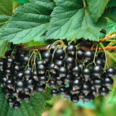 Смородина чорна