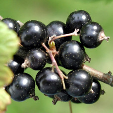Смородина чорна Ядрьона