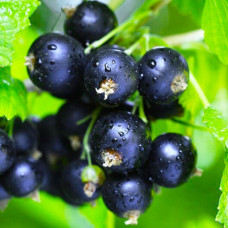 Смородина чорна Ювілейна Копаня