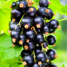 Смородина чорна Казкова