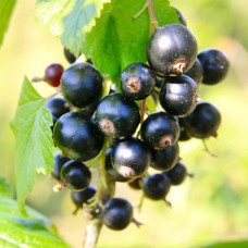 Смородина чорна Краса Львова