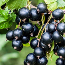 Смородина чорна Київський велетень