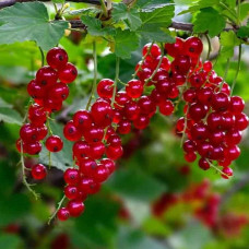 Смородина червона Сахарная