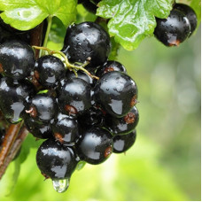 Смородина чорна Скарб