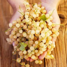 Смородина біла Сніжана