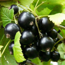 Смородина чорна Софіївська