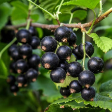Смородина чорна Солодка ніч