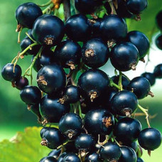 Смородина чорна Вернісаж