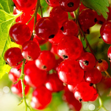 Смородина червона Віксне