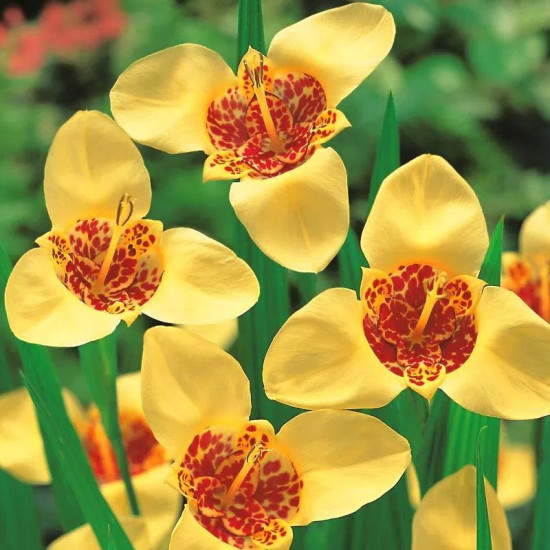 Тігрідія Кремова