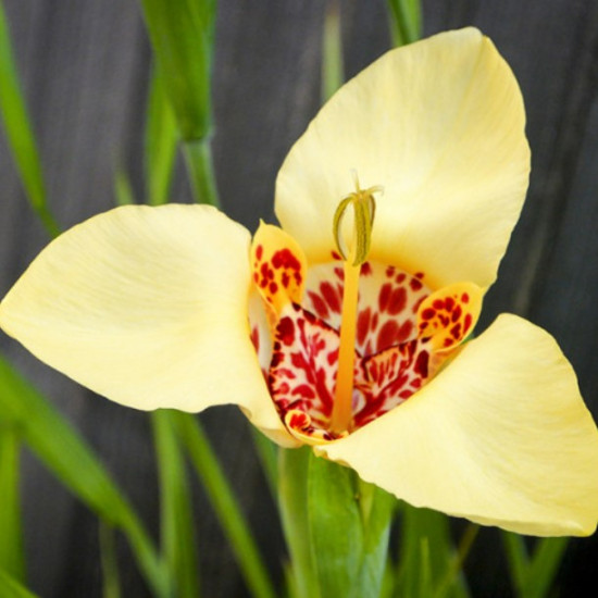 Тігрідія Кремова