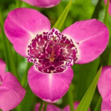 Тігрідія Рожева