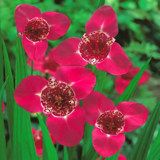 Тігрідія Рожева